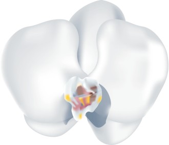 Phaleanopsis Orchid Blossom