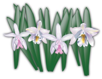 Cattleya Orchids for Tropical Celebration