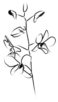 Orchid Blossoms Unfold