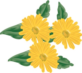 Three Daisies from the Garden
