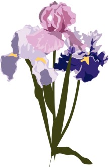 Spring Irises