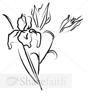 Flower Sketch
