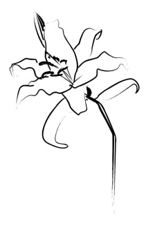 Lovely Lily Line Art