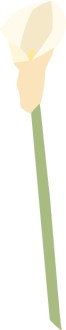 Single Calla Lily