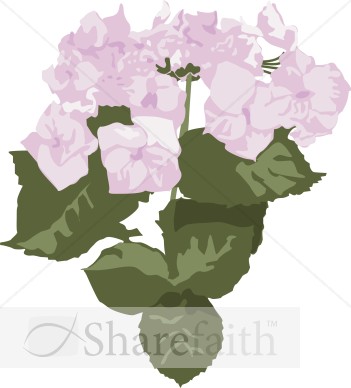 Pink Hydrangea Blooms