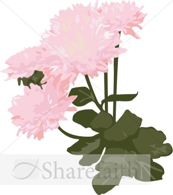 Pink Mums in the Garden