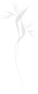 Birds of Paradise Watermark