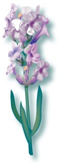 Cut Stalk of Purple Snapdragon