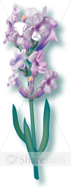 Cut Stalk of Purple Snapdragon