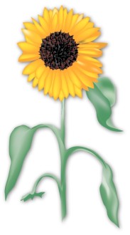 Summertime Sunflower in the Garden