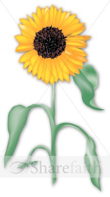 Summertime Sunflower in the Garden