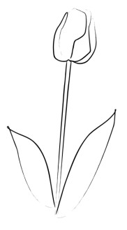 Elegant Tulip Sketch