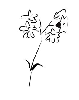 Simple Flower Sketch
