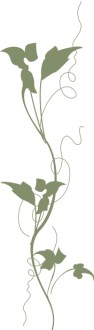 Trailing Ivy Side
