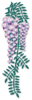 Realistic Trailing Wisteria