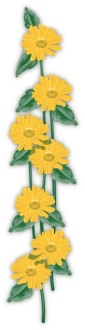 Sunflower Shoots