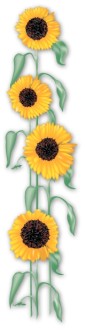 Growing Sunflowers Page Side