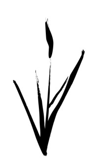 Brushstrok Cattail