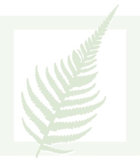 Fern in Green Box