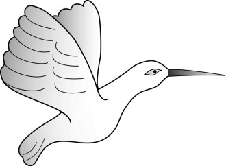 Gray Hummingbird