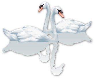 Two Swans with Reflections