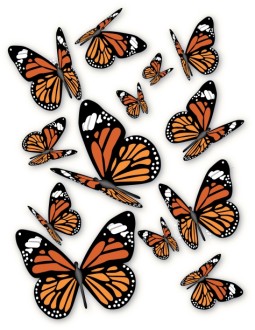 A bunch of Monarch Butterflies
