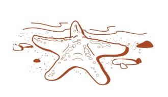 Starfish on the Seashore