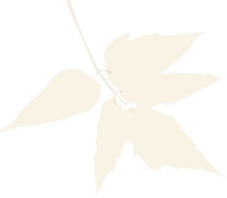 leaves on Branch Fall