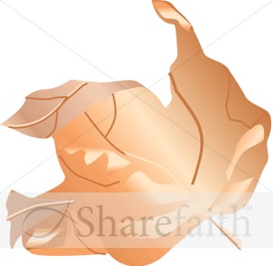 Dry Curling Maple Leaf