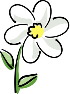 White Daisy with Yellow