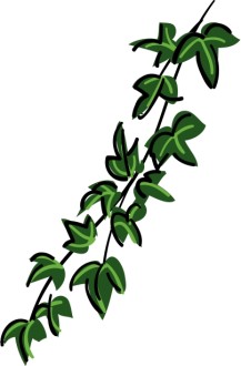 cartoon ivy