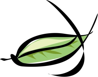 Single Green Leaf