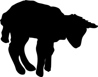Lamb in Silhouette