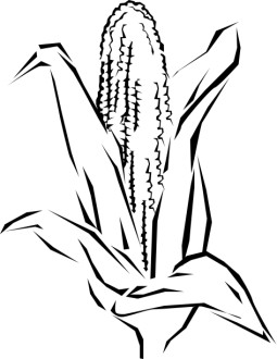 Ear of Corn