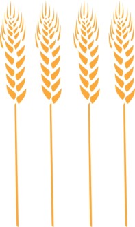 Four Wheat Stalks