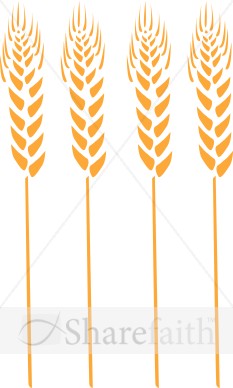 Four Wheat Stalks