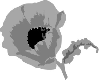 Poppy Flower
