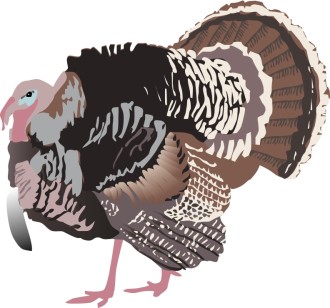 Detailed Turkey
