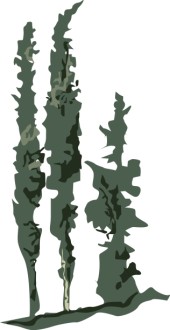Row of Italian Cypress