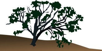 Old Tree on Hillside