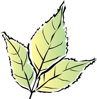 Colorful Green Tri Leaf