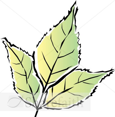 Colorful Green Tri Leaf
