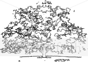 Black and White outline Maple Tree