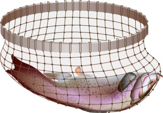 Fish in a simple Net