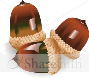 Three Shiny Acorns