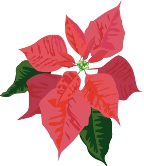 Poinsettia Bloom