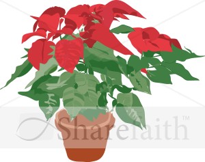 Potted Poinsettia Plant