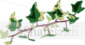 Variegated Ivy Branch
