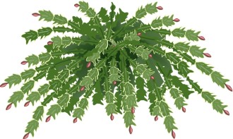 Christmas Cactus Plant