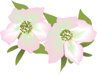 Pink Lily Blossoms